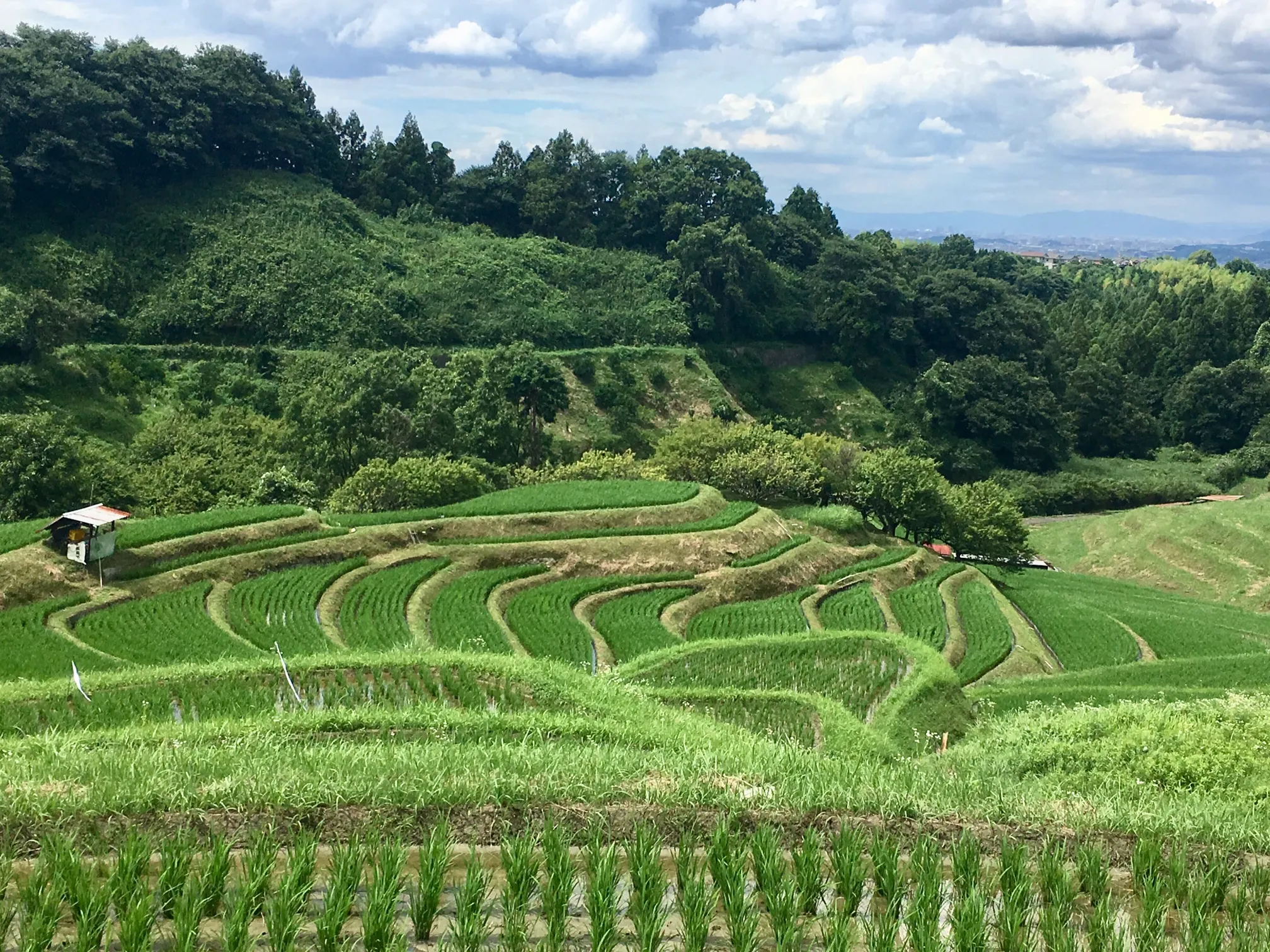 Rice terraces overlooking the ruins of Shimo-Akasaka Castle